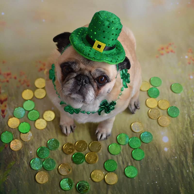 A dog dressed as a leprechaun and decorated with gold chocolates.