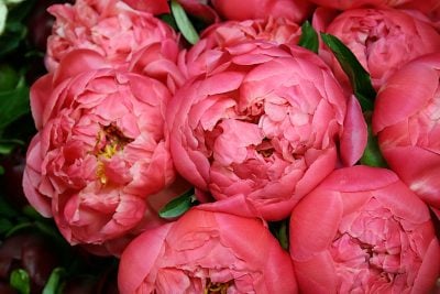 Beautiful blossoming pink peonies.