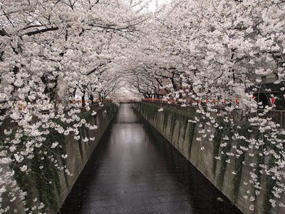 Photo of cherry blossoms in Tokyo.