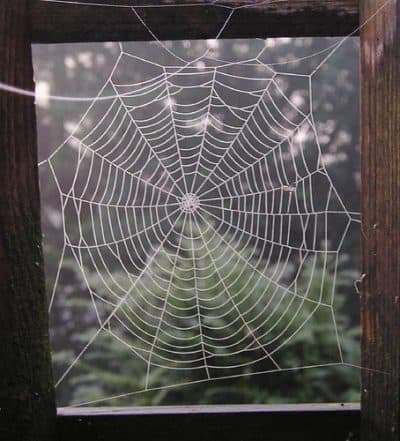 Cobweb that could be used as a tablecloth.