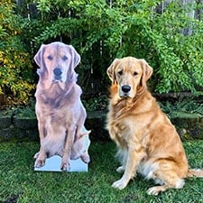 Dog cardboard cutout of a golden retriever