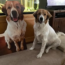 cardboard dog cutout