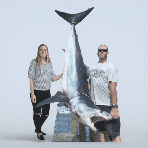 Eight foot life sized cardboard cutout of shark.