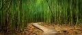 Image for Bamboo Path Wall Mural