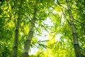 Image for Grassy Bamboo Wall Mural