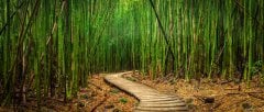 Image for Bamboo Path Wall Mural