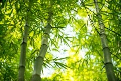 Image for Grassy Bamboo Wall Mural