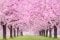 Image for Blooming Blossoms Wall Mural