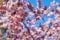 Image for Cherry Blossoms Wall Mural