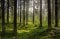 Image for Evergreens Wall Mural